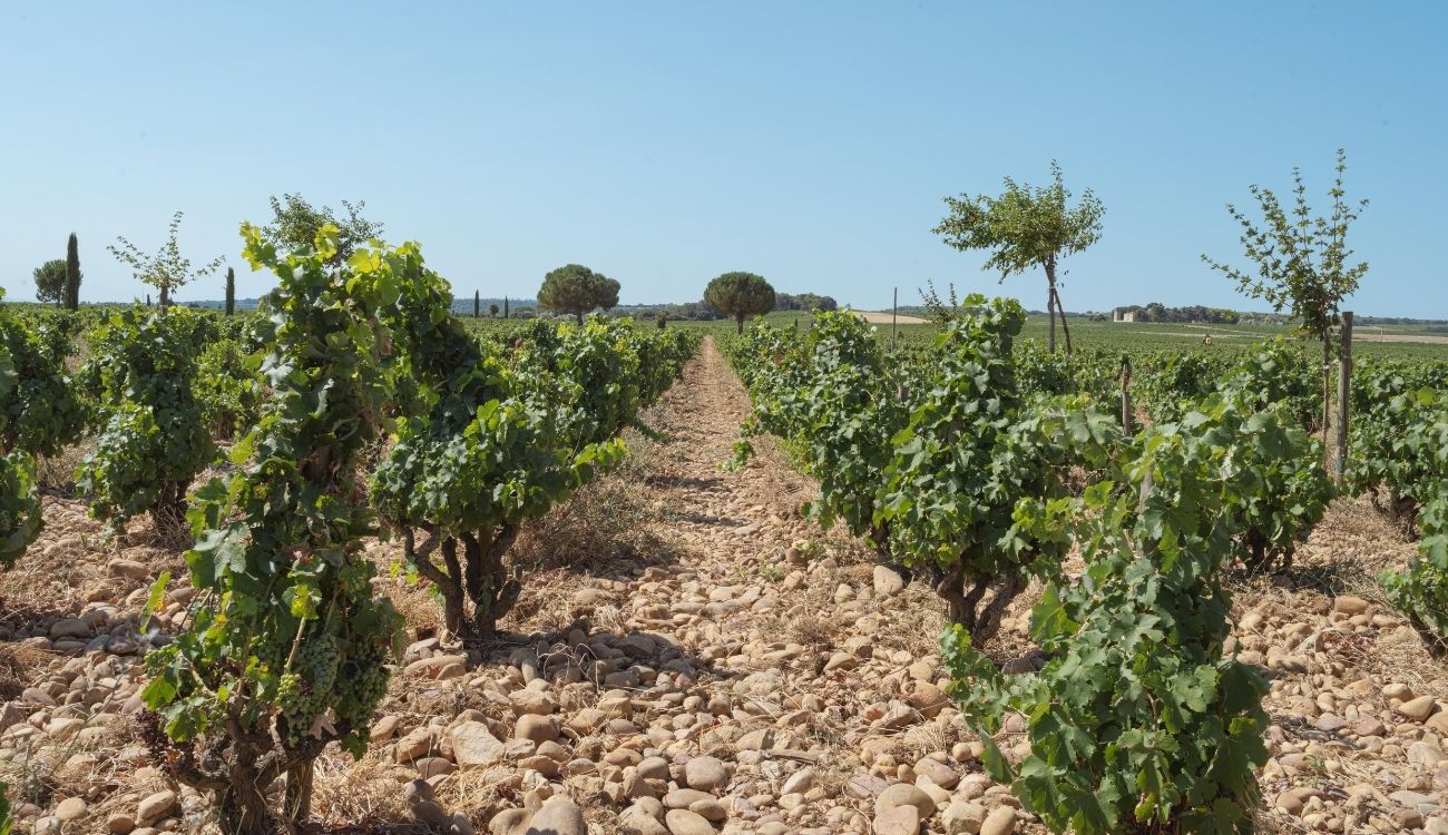 Domaine Chateau de Beaucastel_©Bertille Chabrolle_09